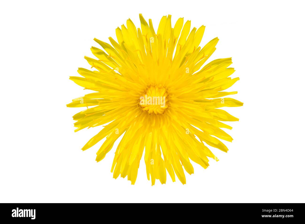 Dandelion auf weißem Hintergrund. Schöne vereinzelte gelbe Blume. Wildblumen. Bild wird geschnitten und auf weißem Hintergrund platziert Stockfoto