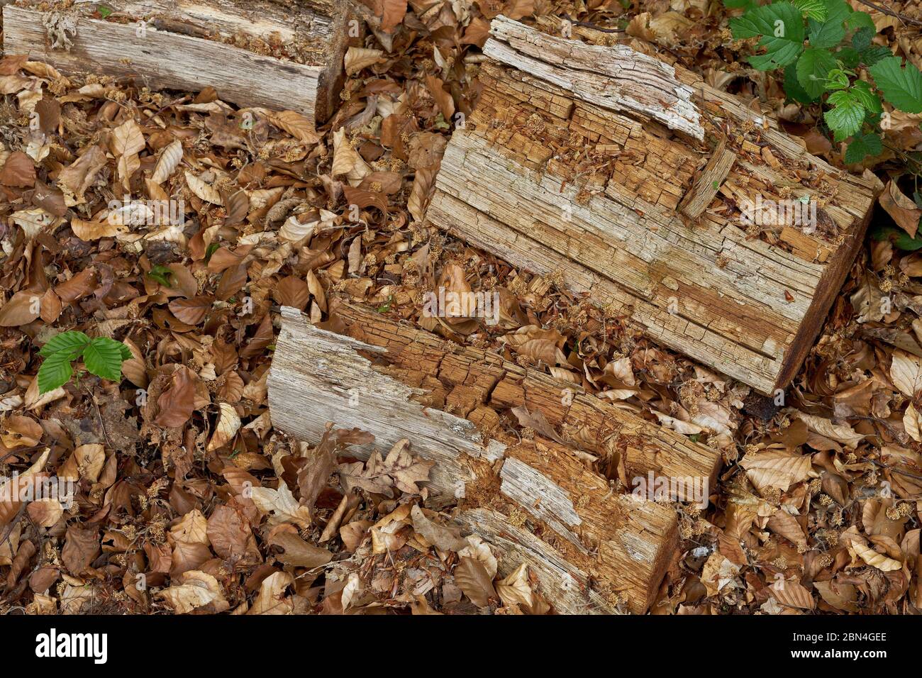 Totes Holz auf dem Waldboden verfällt langsam Stockfoto