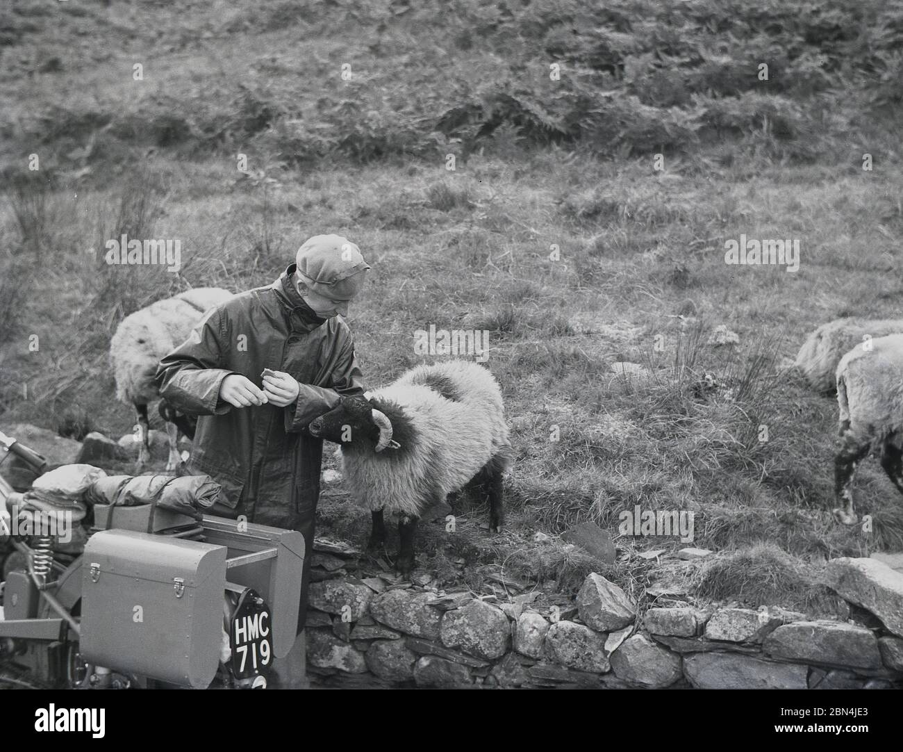 1950, ein tourender Motorradfahrer in einer langen Lederregenjacke und Baskenmütze, der neben seinem Motorrad an einer Steinmauer steht, mit einem Besucher, einem Schaf, das gerne einen Blick auf seinen Keks hat, England, Großbritannien. Stockfoto