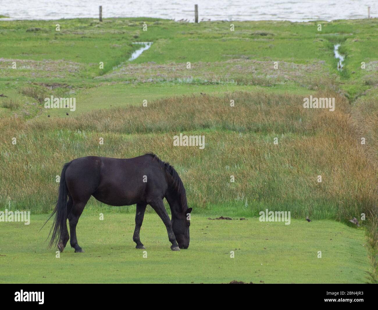 Pferde auf der Insel juist Stockfoto