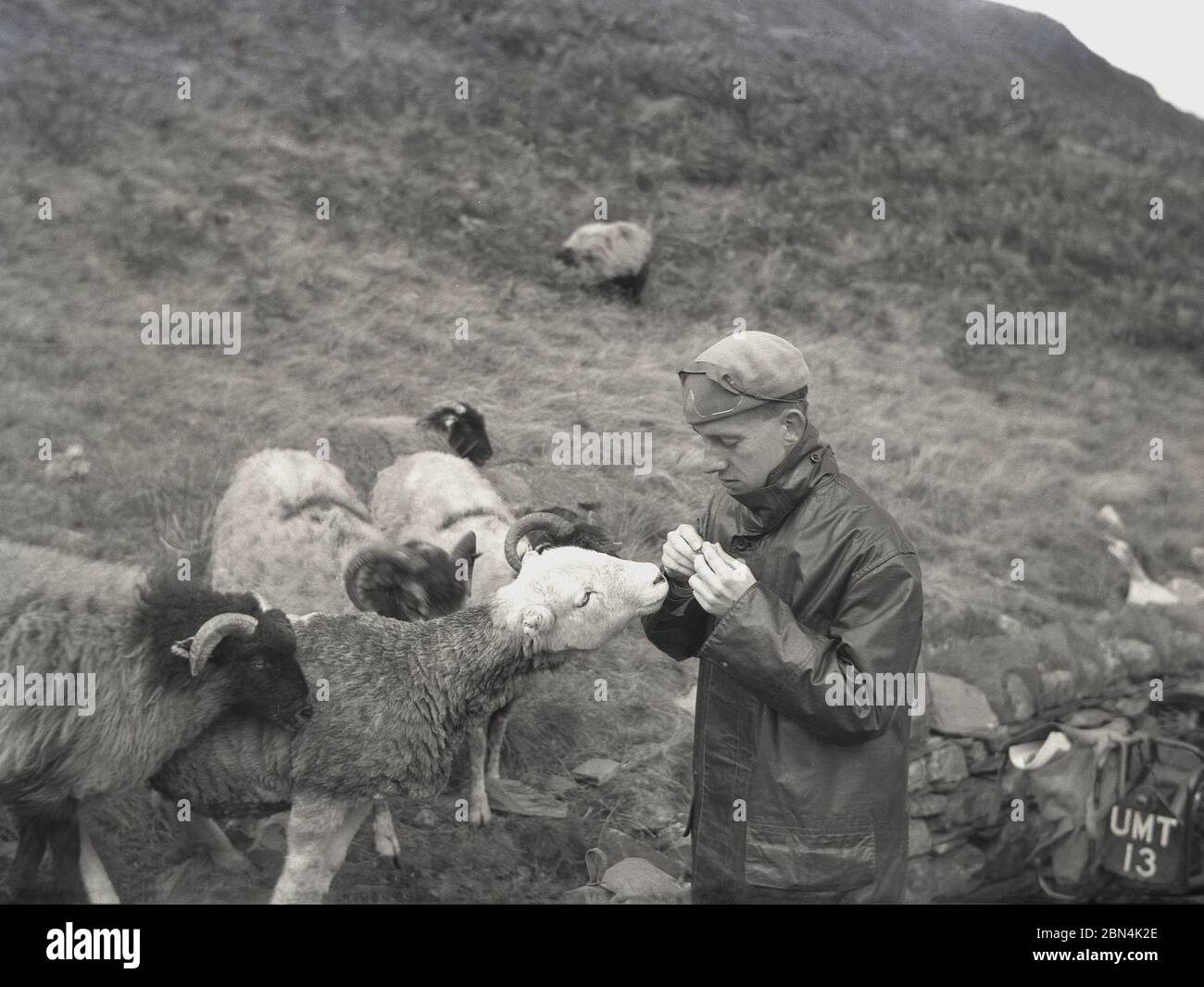 1950er, ein tourender Motorradfahrer, der eine lange Lederjacke oder einen Mantel und eine Baskenmütze trägt, mit einigen Besuchern, Hügelschafe, die nach etwas Essen suchen, England, Großbritannien. Stockfoto