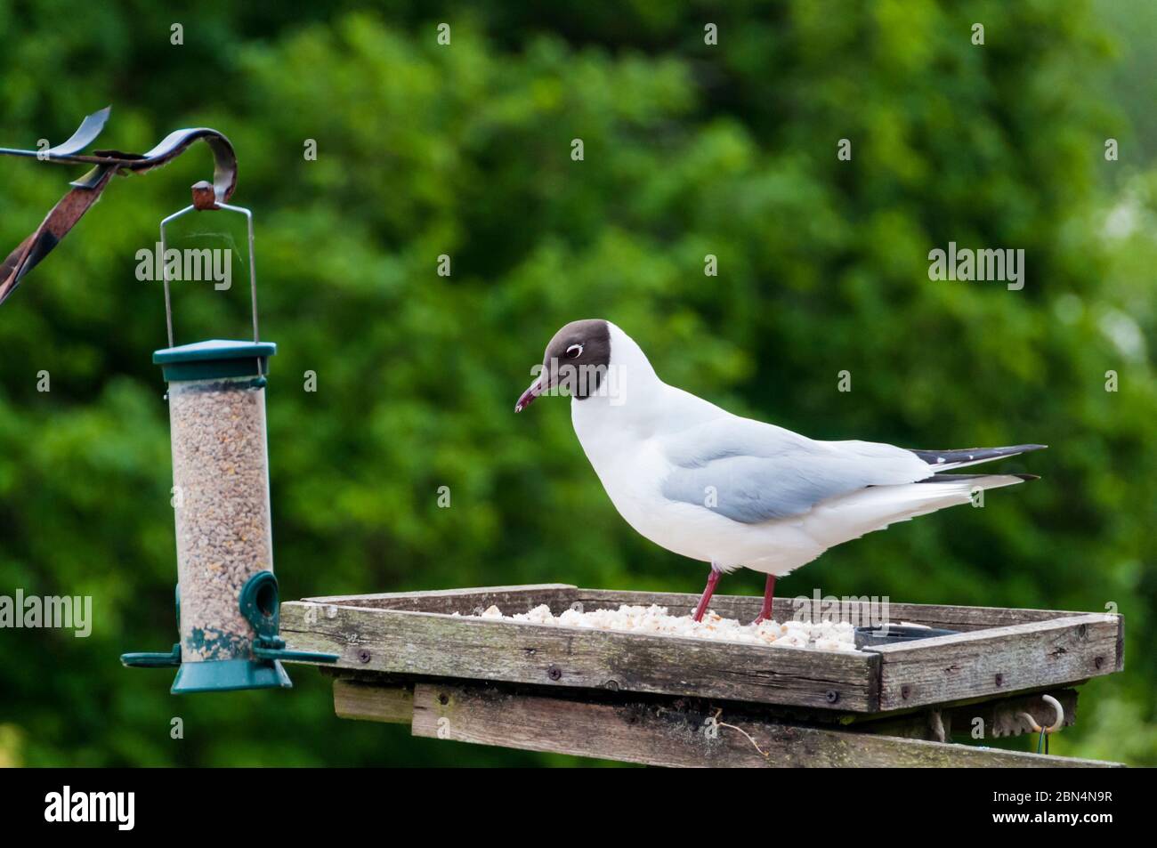 Schwarzkopfmöwe, Chroicocephalus ridibundus, im Frühjahr & Sommer Gefieder. Auf einem Garten Vogel Tisch. Stockfoto