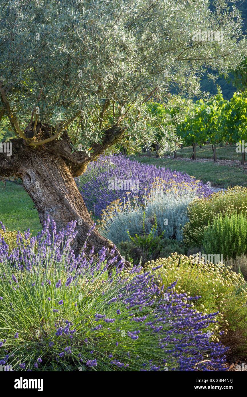 Olivenbaum, Lavendel und Weinreben im Garten in der Nhe von Saint Cirq  Lapopie, Occitanie, Frankreich Stockfotografie - Alamy