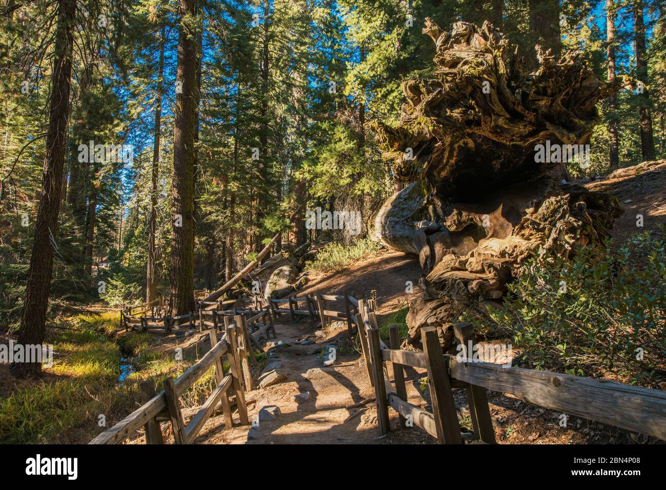 Malerischer Bergwanderweg In Den Wäldern Im California Sequoia National Park. Stockfoto