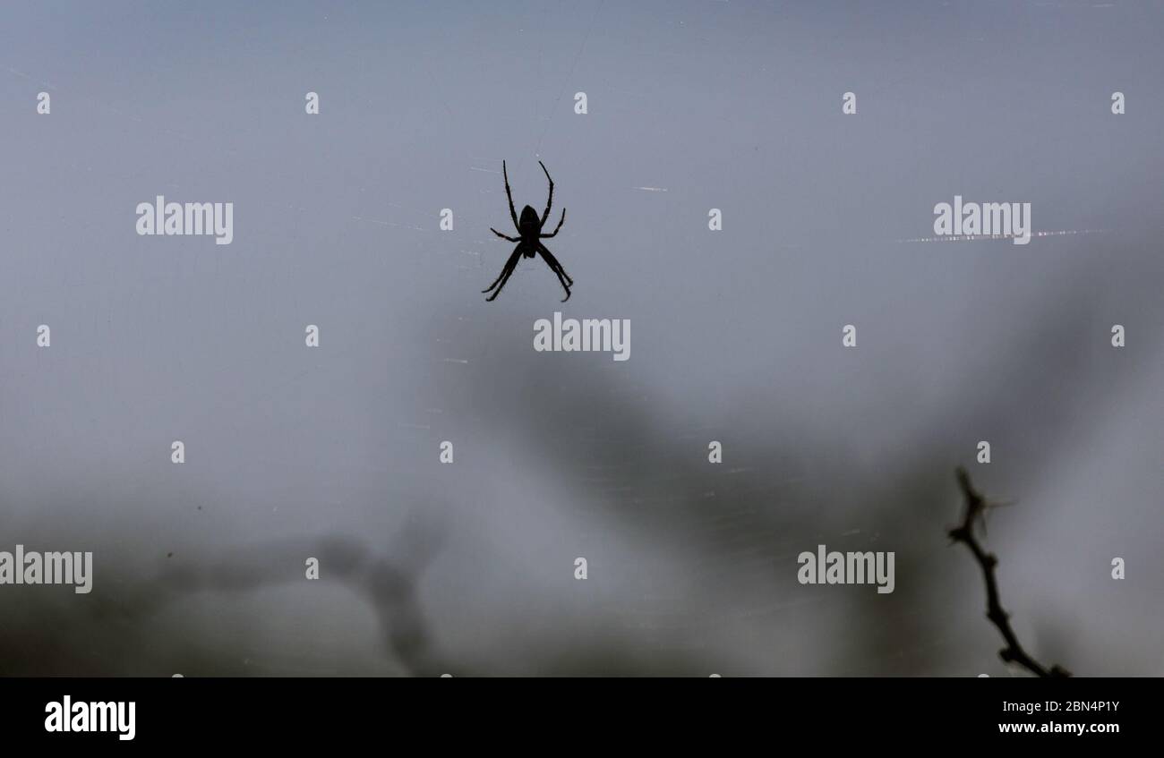 Am 19. Juni 2019 sehen sich US-Grenzpolizei-Agenten in Eagle Pass, Texas, verschiedenen ökologischen Herausforderungen gegenüber, darunter Wildtiere wie Spinnen, während sie Migranten an der Grenze aufnehmen und verarbeiten. BORSTAR-Einheiten helfen bei der Festnahme illegaler Einwanderer auf den umliegenden Ranch-Ländereien. Stockfoto