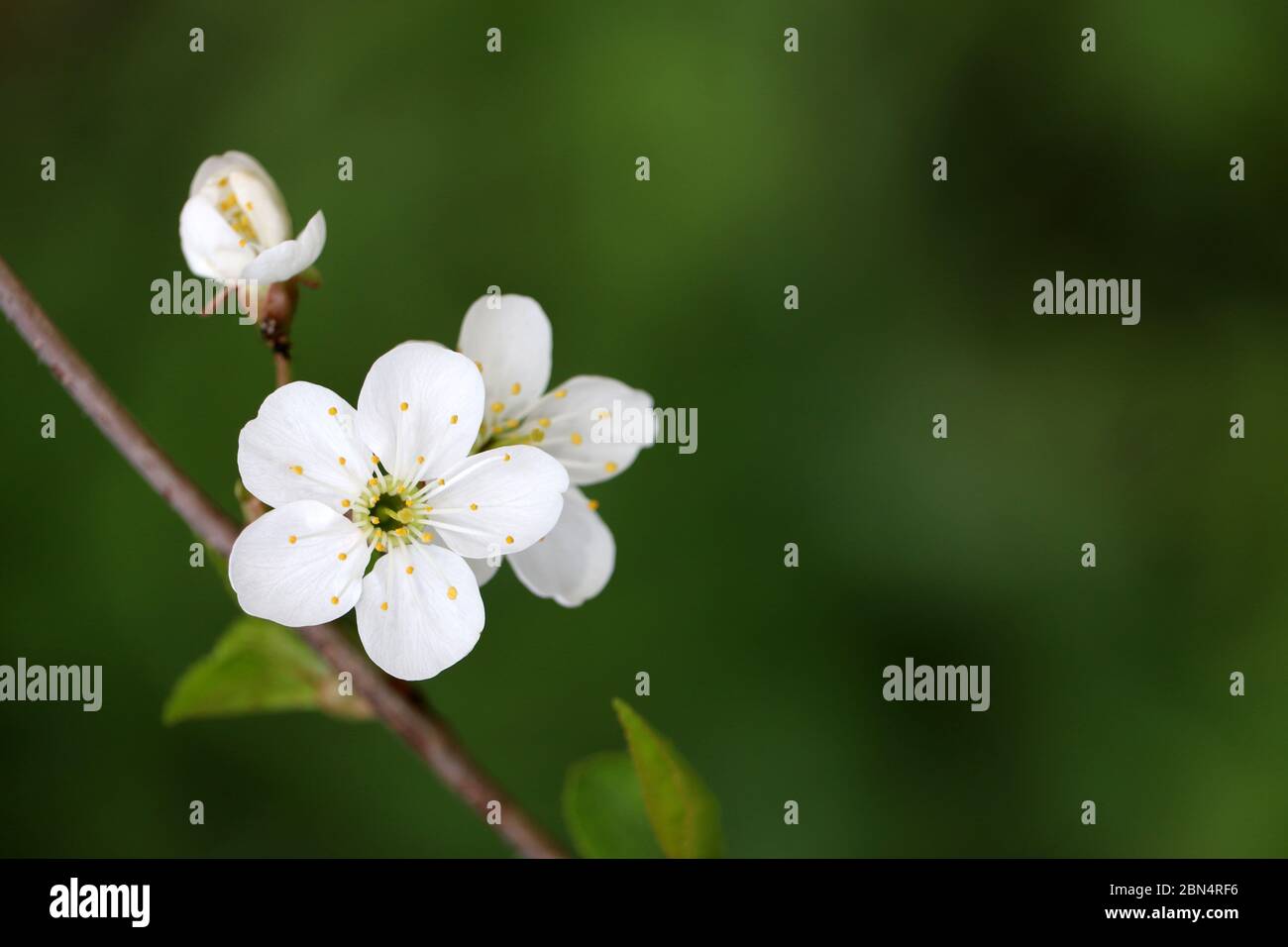 Kirschblüte im Frühjahr auf grünem Naturgrund. Weiße Blüten auf einem Zweig im Garten, weiche Farben Stockfoto