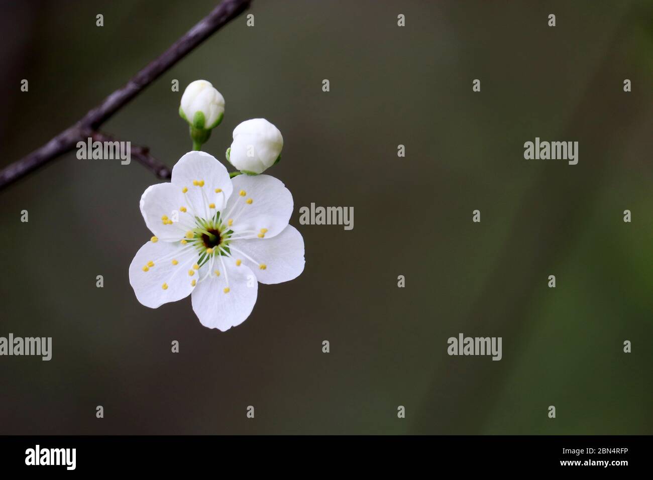 Kirschblüte im Frühjahr auf grünem Naturgrund. Weiße Blüten auf einem Zweig im Garten, weiche Farben Stockfoto