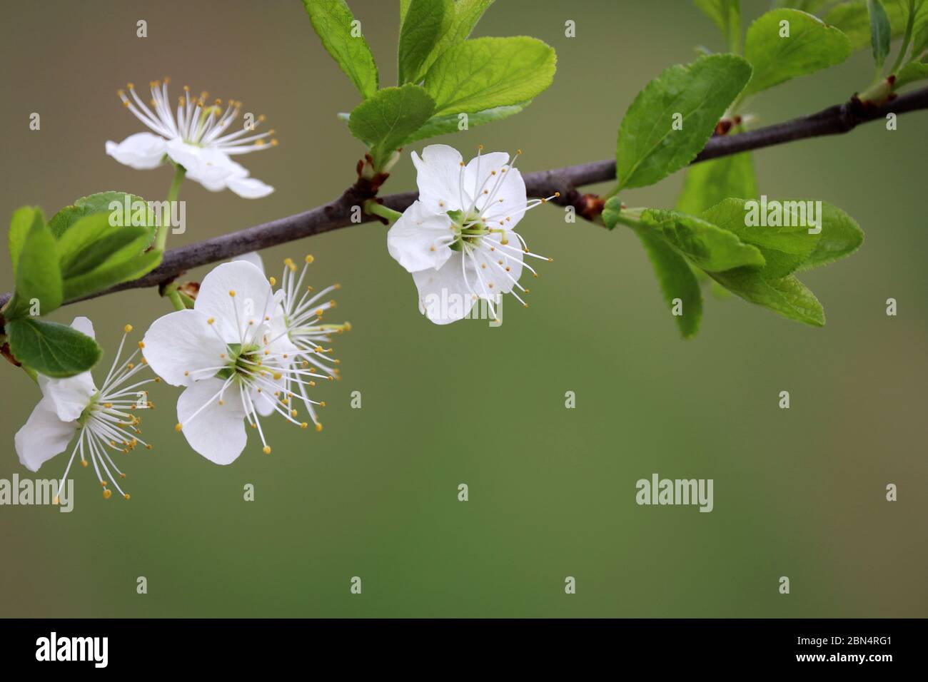 Kirschblüte im Frühjahr auf grünem Naturgrund. Weiße Blüten auf einem Zweig im Garten, weiche Farben Stockfoto