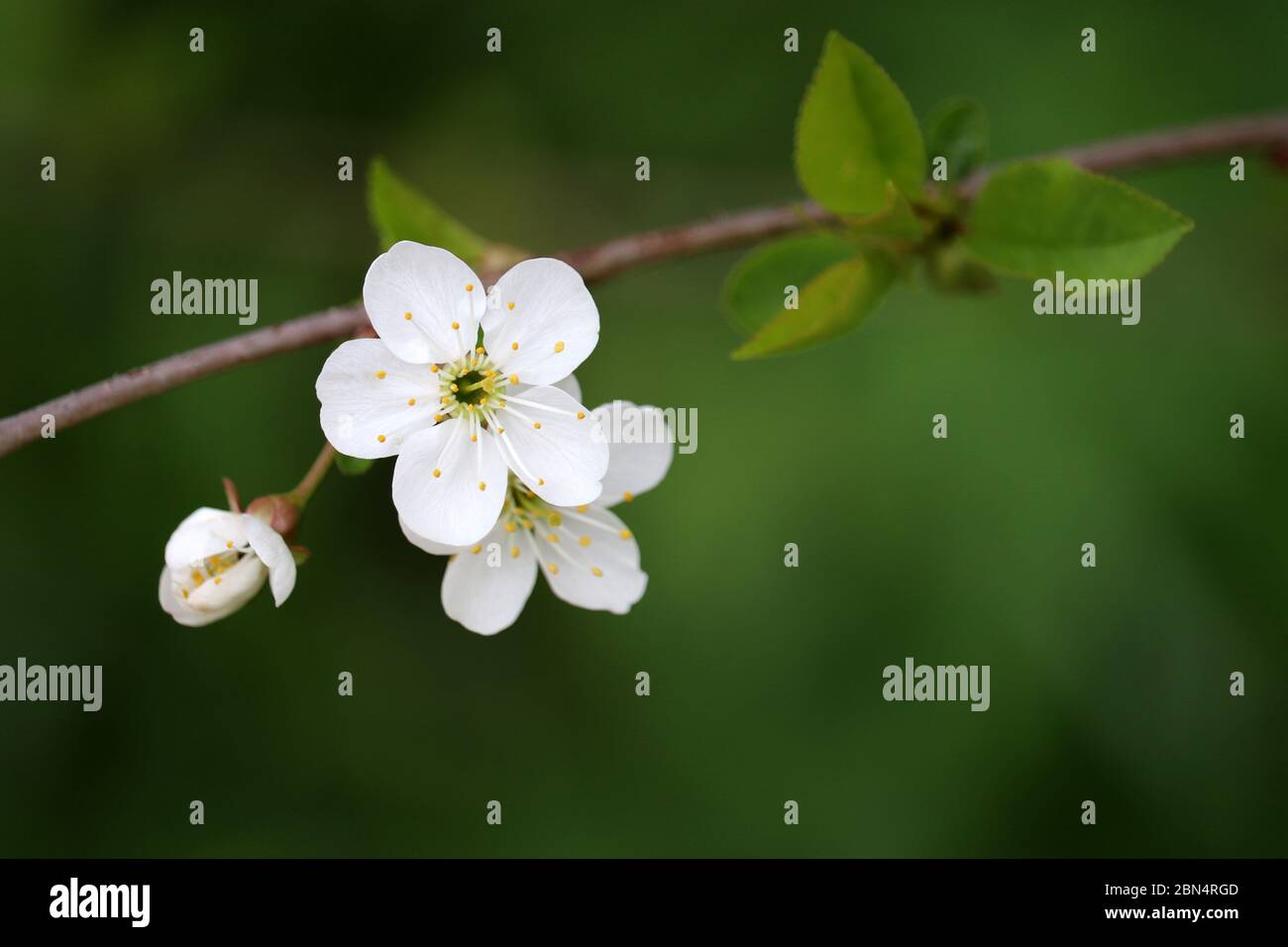 Kirschblüte im Frühjahr auf grünem Naturgrund. Weiße Blüten auf einem Zweig im Garten, weiche Farben Stockfoto
