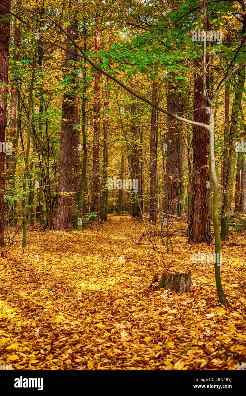 Goldener Herbst im Wald. Stockfoto