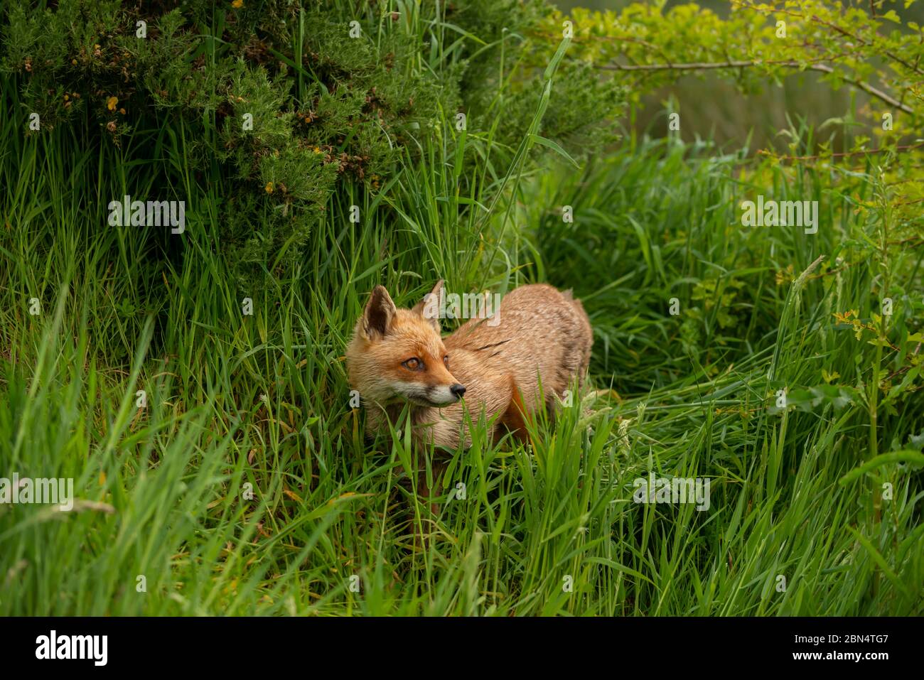 Fuchs im langen Rasen Stockfoto