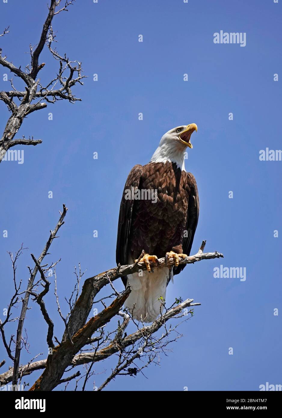 Porträt eines amerikanischen Weißkopfadlers, der in einem schwarzen Walnussbaum thront und die Landschaft unten nach einem Abendessen entlang des John Day Ri sucht Stockfoto