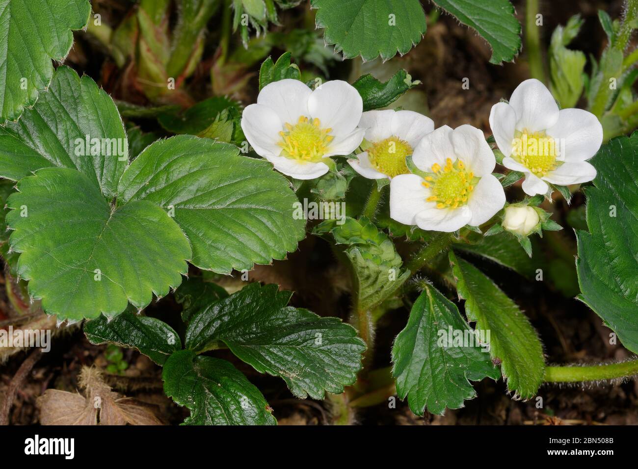 Garten Erdbeere - Fragaria X ananassa Blumen und Blätter Stockfoto