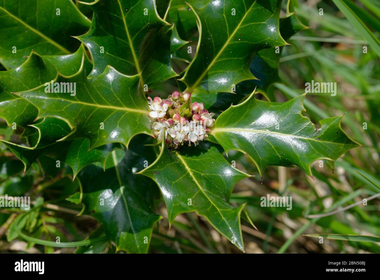Gemeine Hollie - Ilex aquifolium Blätter und Blüten Stockfoto
