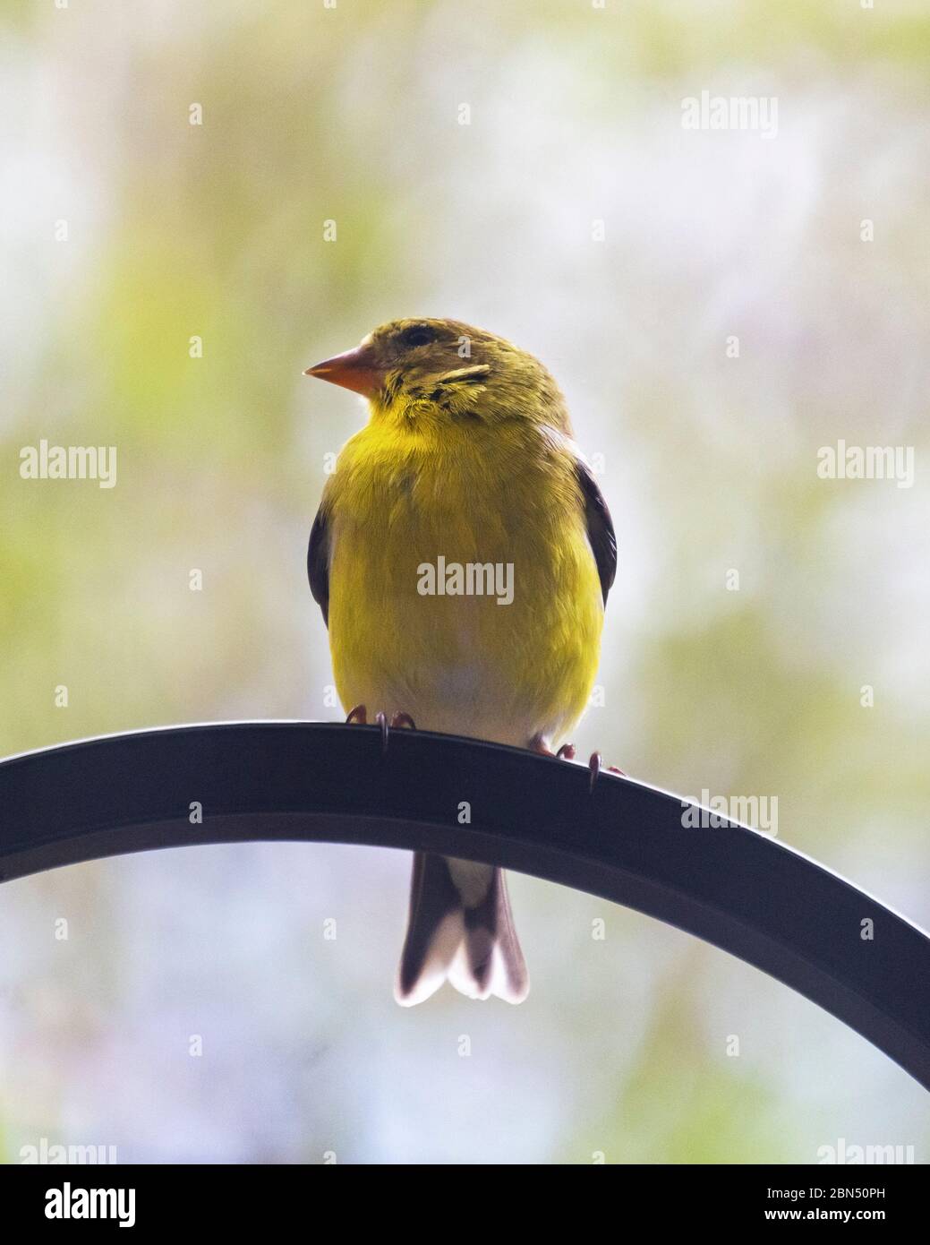 Eine Nahaufnahme eines männlichen Goldfinken, der auf einem Metallhaken sitzt. Hintergrund verschwommen. Stockfoto