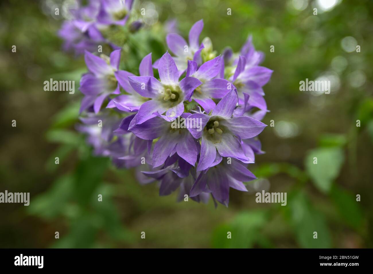 Die weichen lila Blütenblätter sehen unwirklich mit einem starken Bokeh von grünem Hintergrund abgebildet. Stockfoto