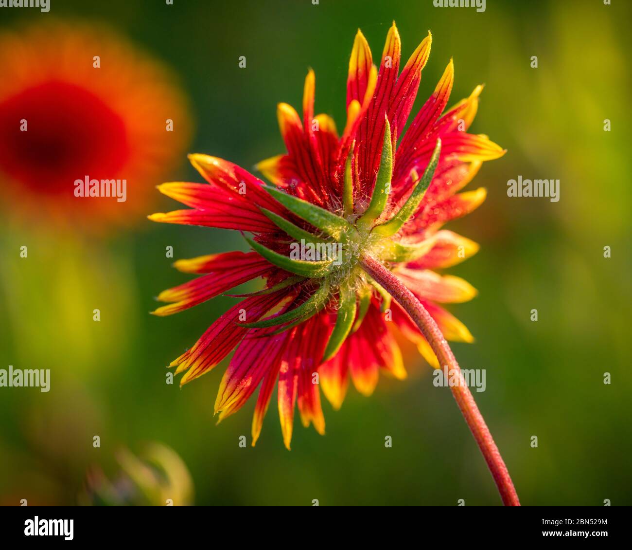 Indische Decke Wildflower in ländlichen Texas Stockfoto