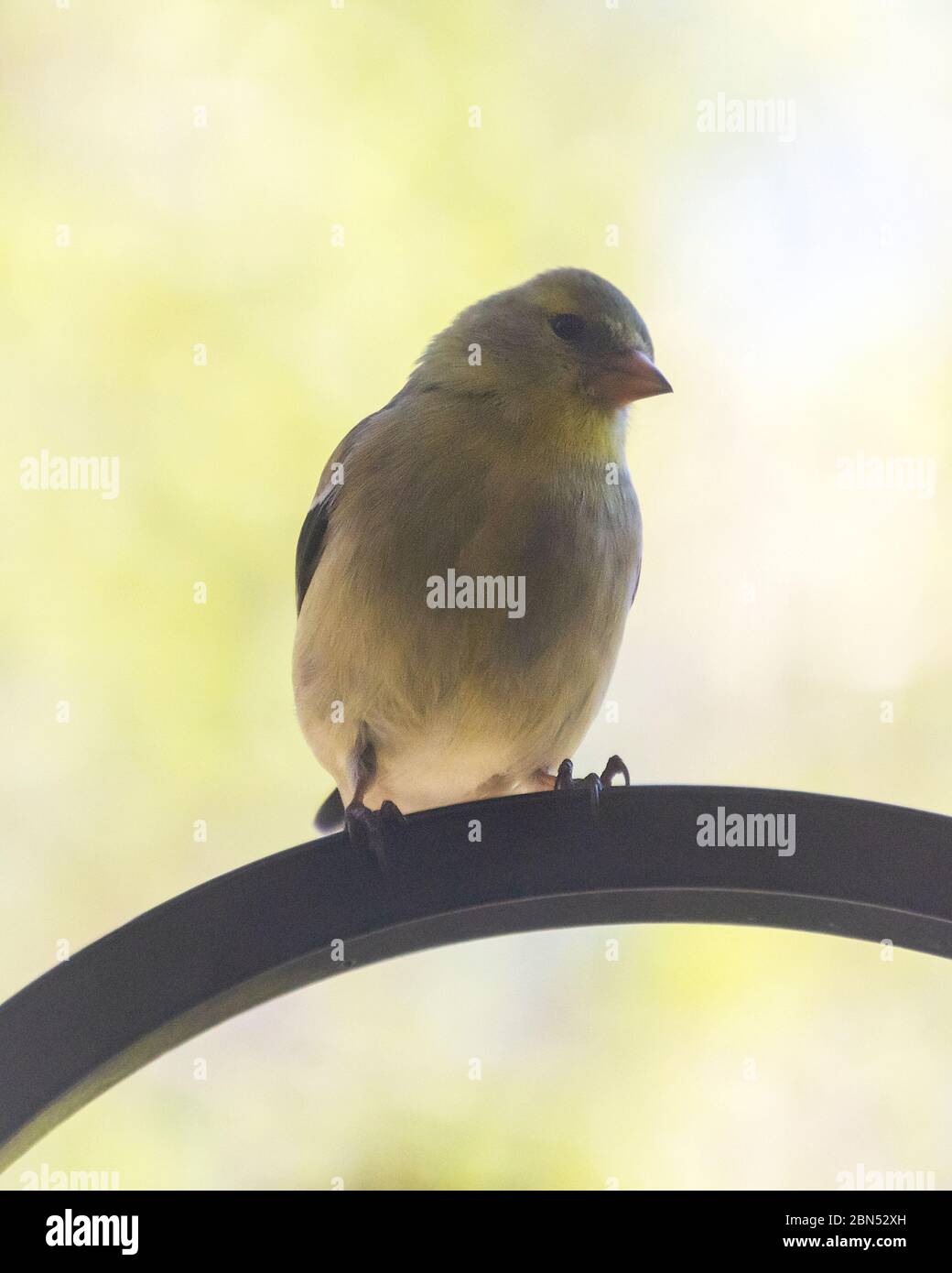 Eine Nahaufnahme eines weiblichen Goldfinken auf einem Metallhaken. Vogel schaut auf Kamera. Hintergrund verschwommen. Stockfoto