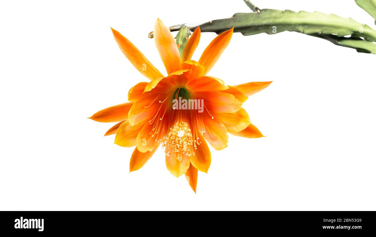 Epiphyllum mit lachsfarbener Blüte isoliert Stockfoto
