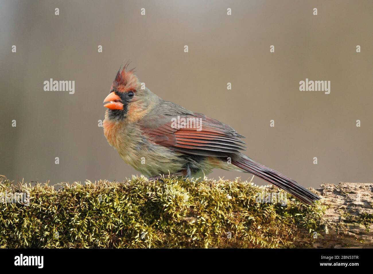 Nördliche Kardinäle Weiblich Stockfoto