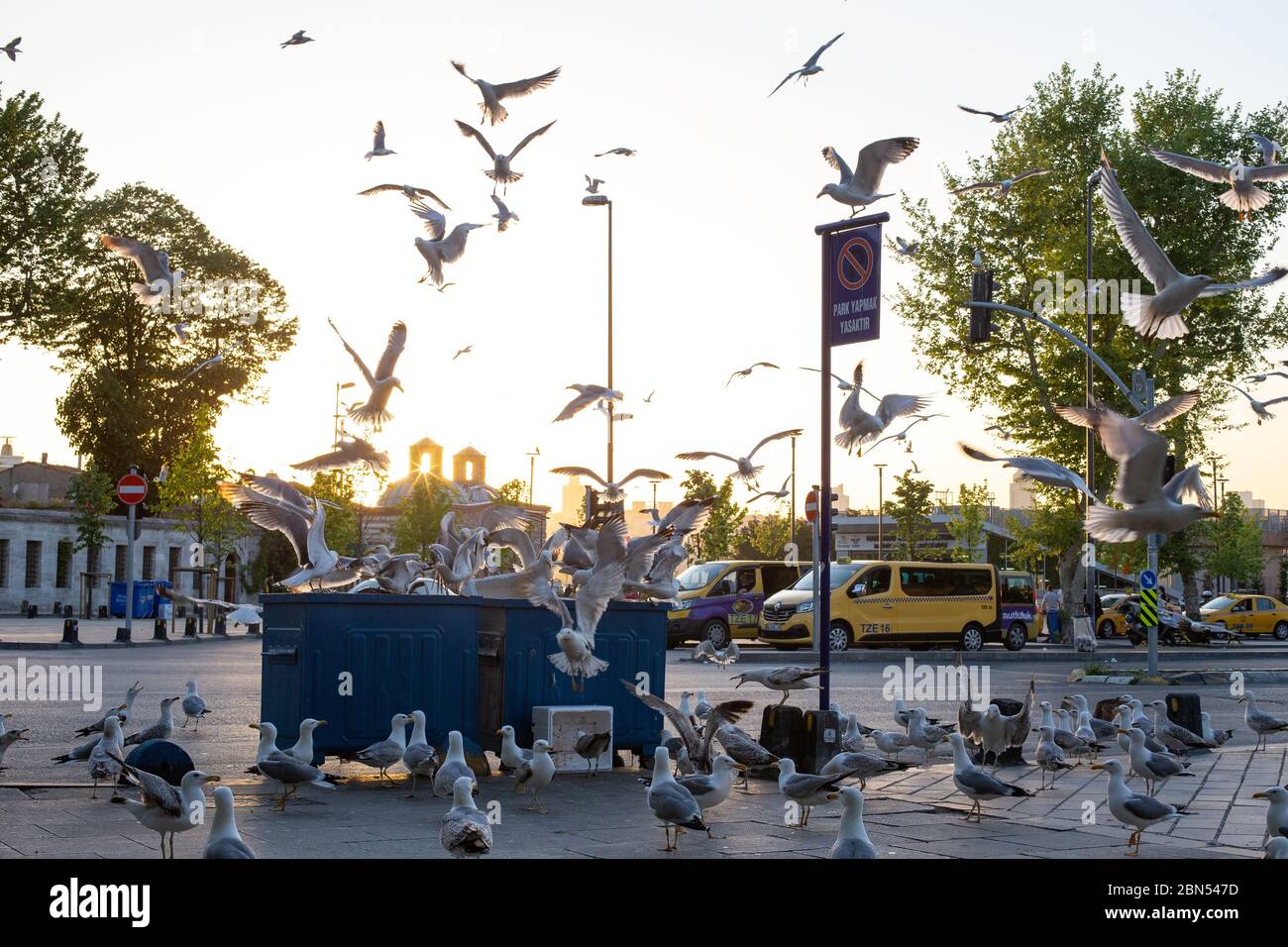 Die Stammgäste des Uskudar Fischmarktes an den Coronavirus Tagen sind Möwen. Möwen ohne soziale Distanz zwischen ihnen ernähren sich vorher von Fischfetzen. Stockfoto