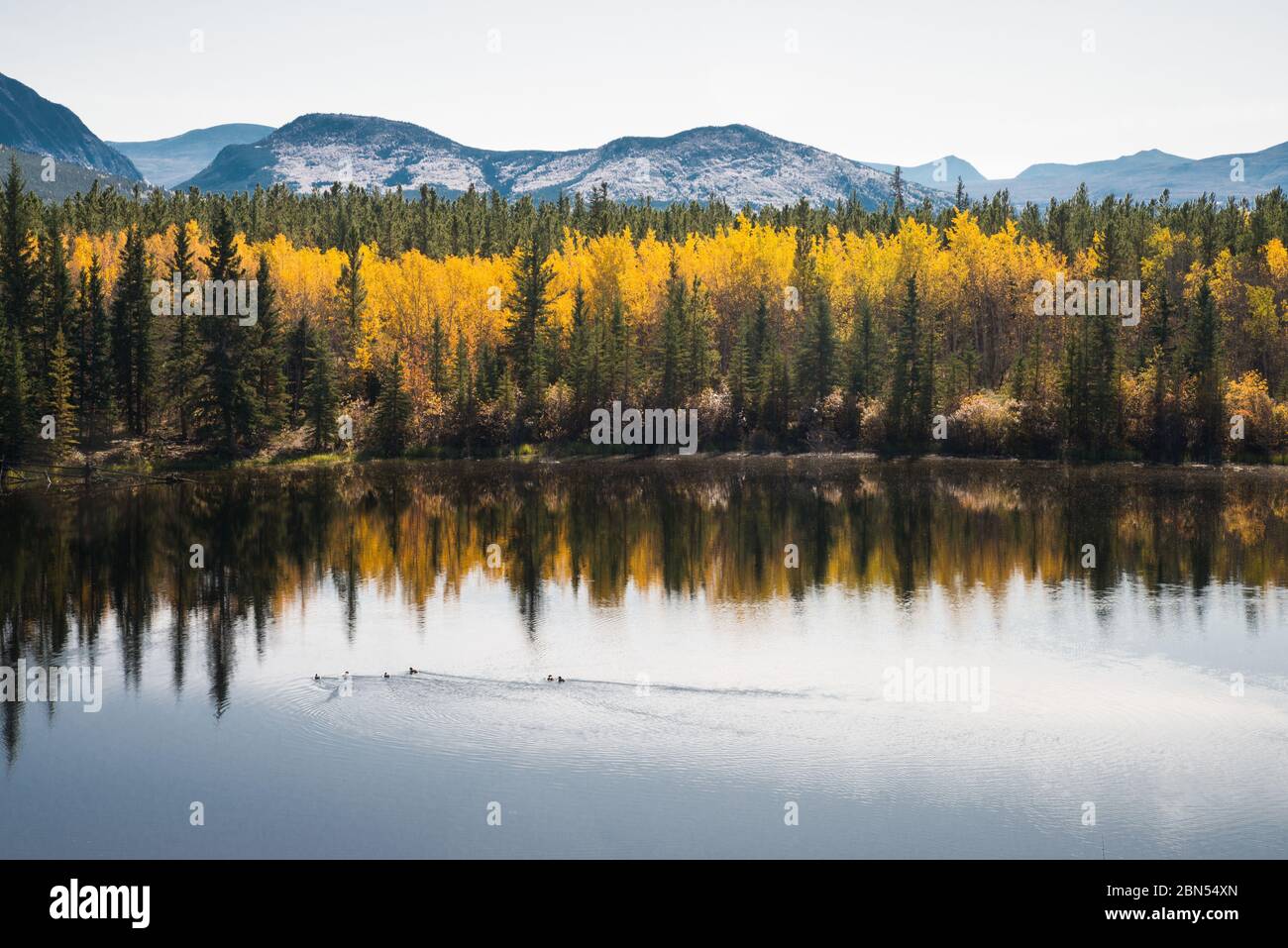 Herbstlaub, der sich in einem Teich mit schwimmenden Enten vor den Bergen entlang des Alaska-Canadian Highway im Yukon Territory, Kanada, spiegelt Stockfoto