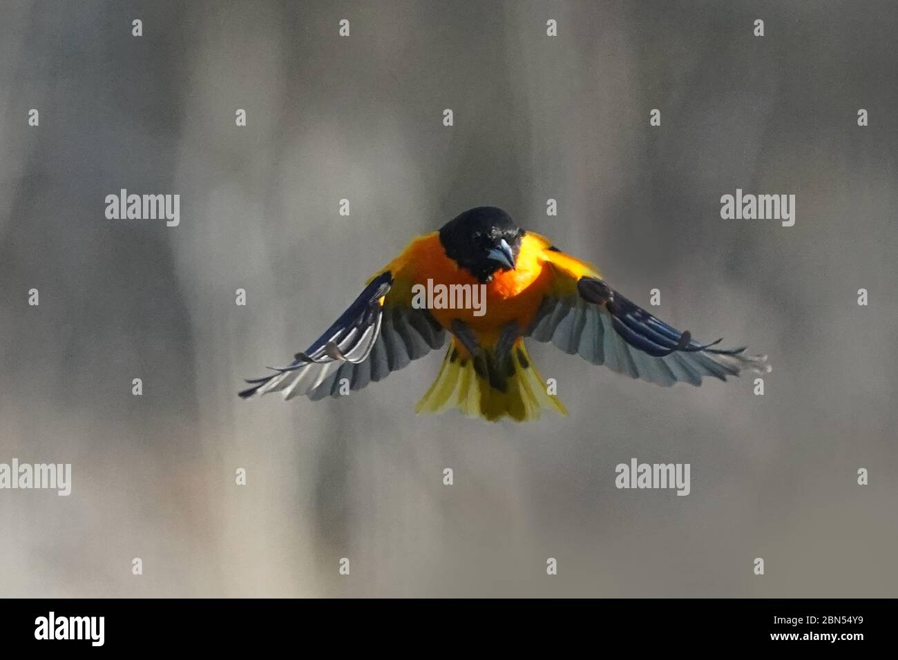 Baltimore Oriole männlich im Flug Stockfoto