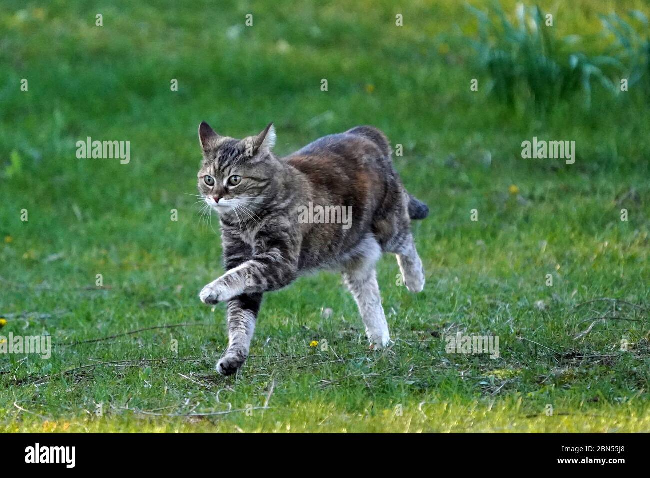 Hauskatze auf Rasen laufen sehr schnell Stockfoto