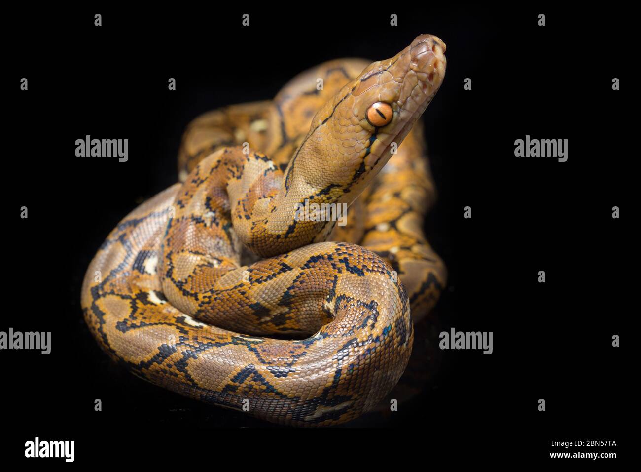 Netzpython (Python reticulatus) isoliert auf schwarzem Hintergrund. Stockfoto