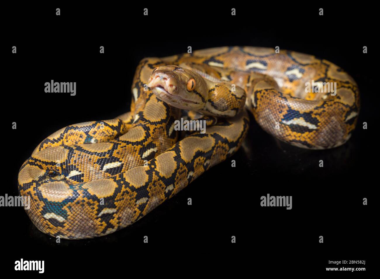 Netzpython (Python reticulatus) isoliert auf schwarzem Hintergrund. Stockfoto