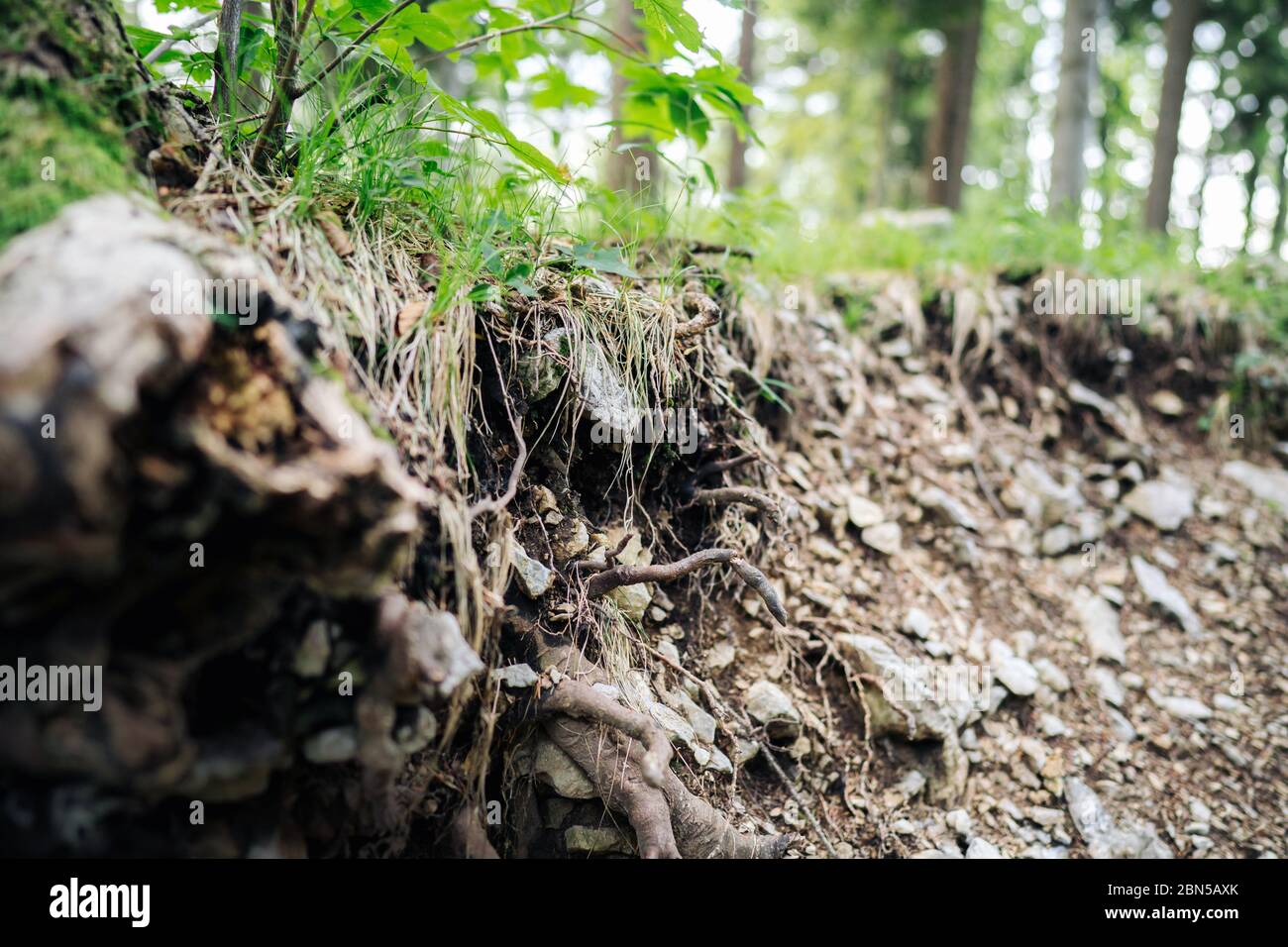 Foto von Baumwurzeln in der Natur Stockfoto