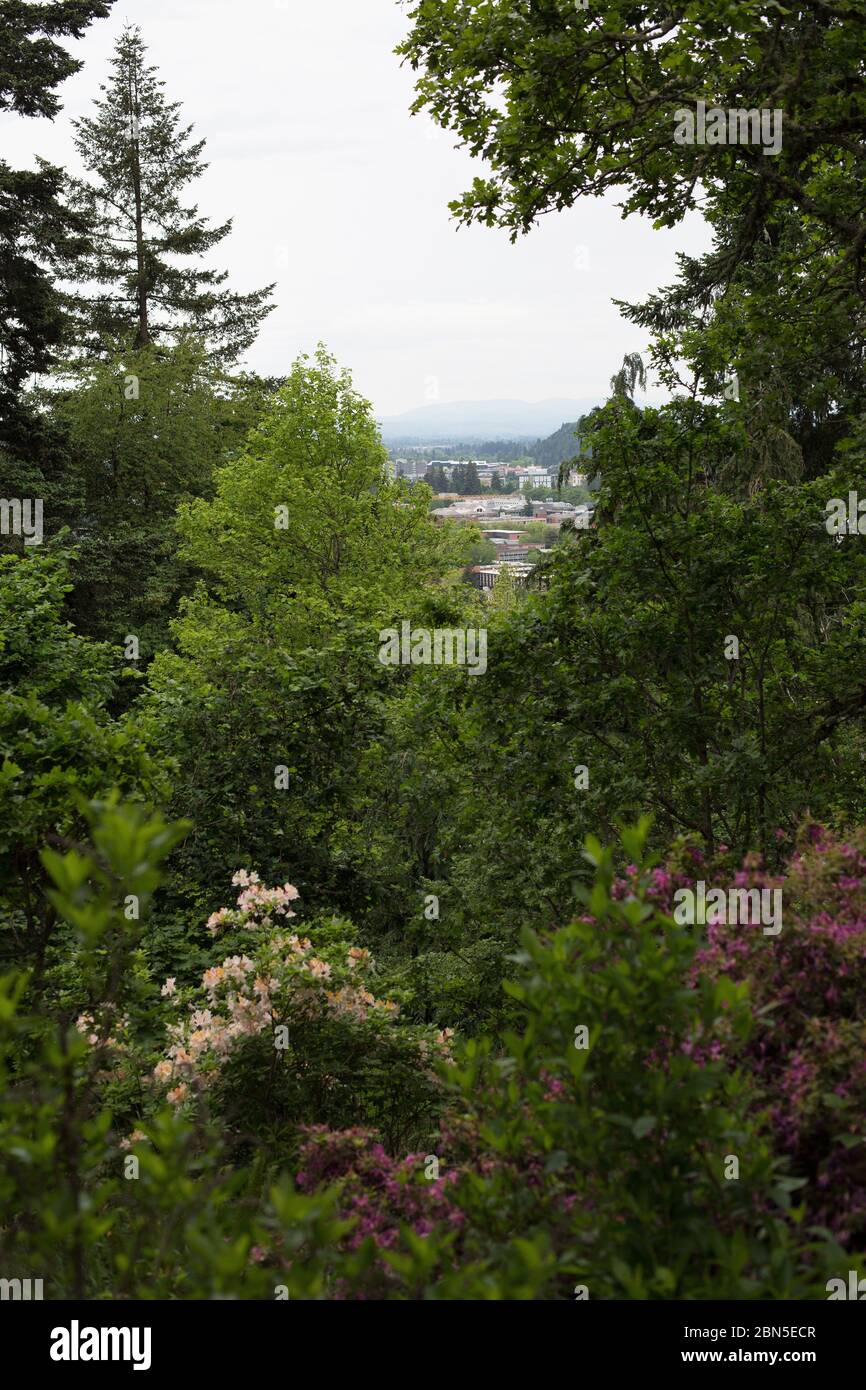 Blick auf Eugene, Oregon, vom Hendricks Park. Stockfoto