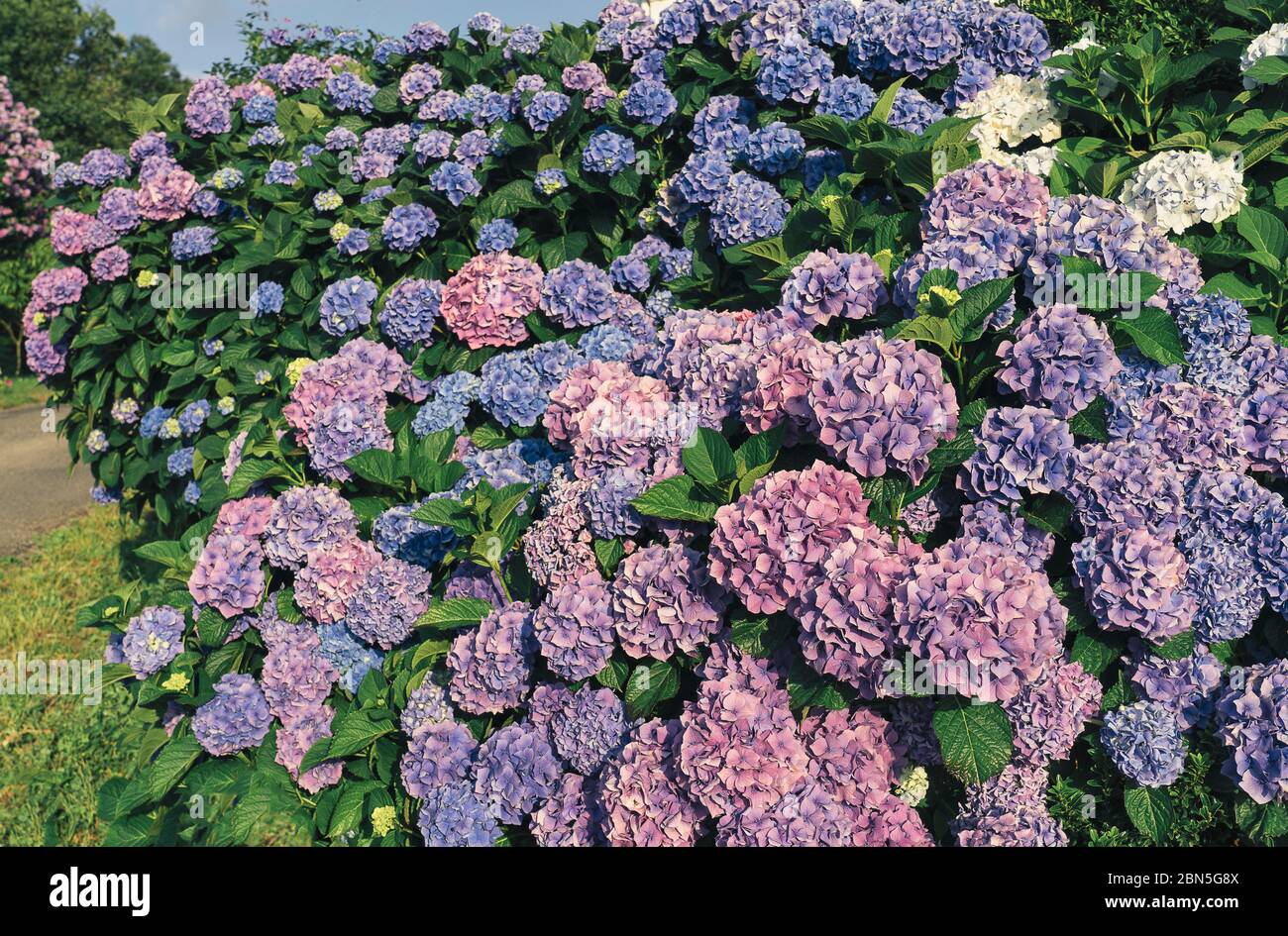 Rosa, blau, lila, violett, lila Hortensia Blume (Hortensia macrophylla) Stockfoto
