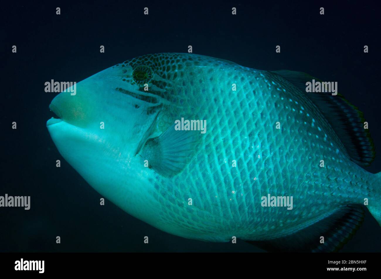 Yellowmargin Triggerfish, Pseudobalistes flavimarginatus, SEDAM Tauchplatz, Seraya, Bali, Indonesien, Indischer Ozean Stockfoto