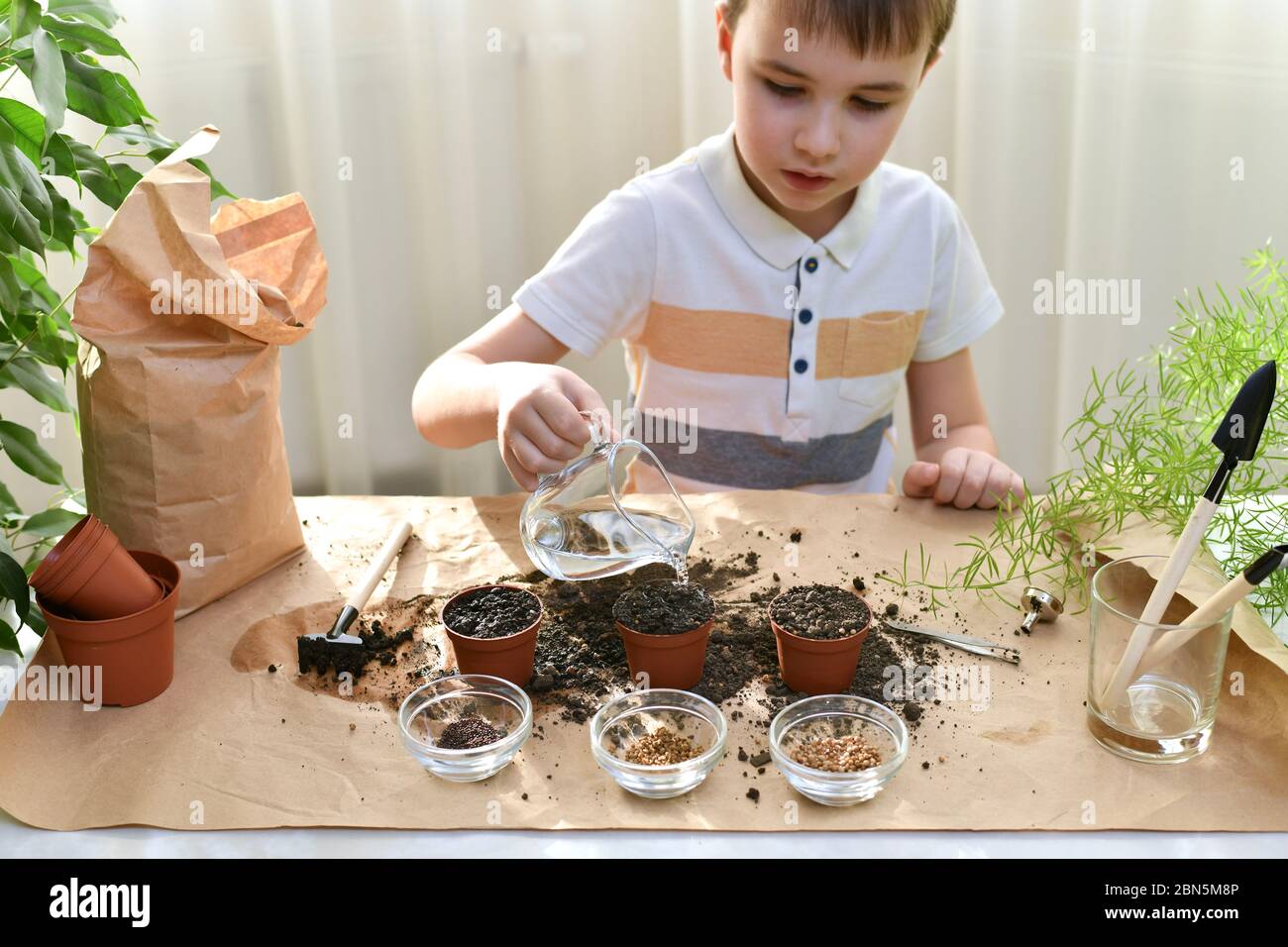 Das Kind ist damit beschäftigt, Mikro-Grüntöpfe zu Pflanzen. Der Junge beginnt, einen Wasserstrahl zu gießen, der in die Bodensamen gepflanzt wird. Stockfoto