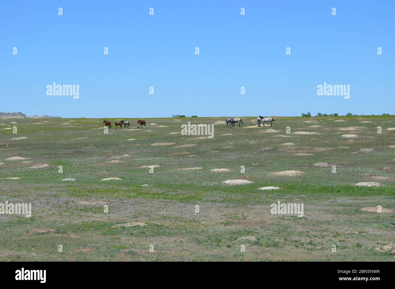 Spätfrühling in den Badlands von North Dakota: Tetons Band of Wild Horses steht in einer Prairie Dog Town in der Theodore Roosevelt National Park South Unit Stockfoto