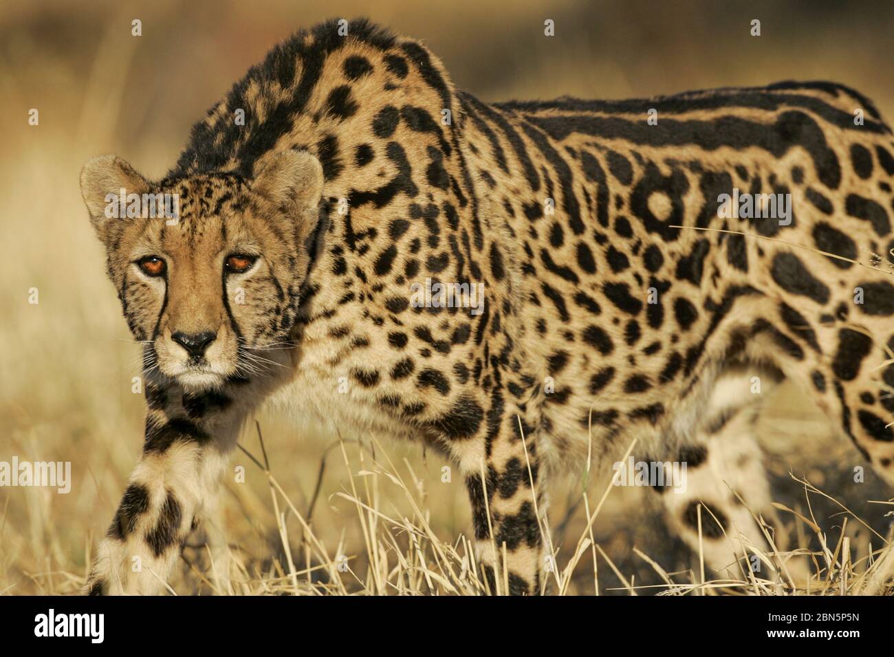 Seltene weibliche König Geparden Stalking Südafrika Stockfoto