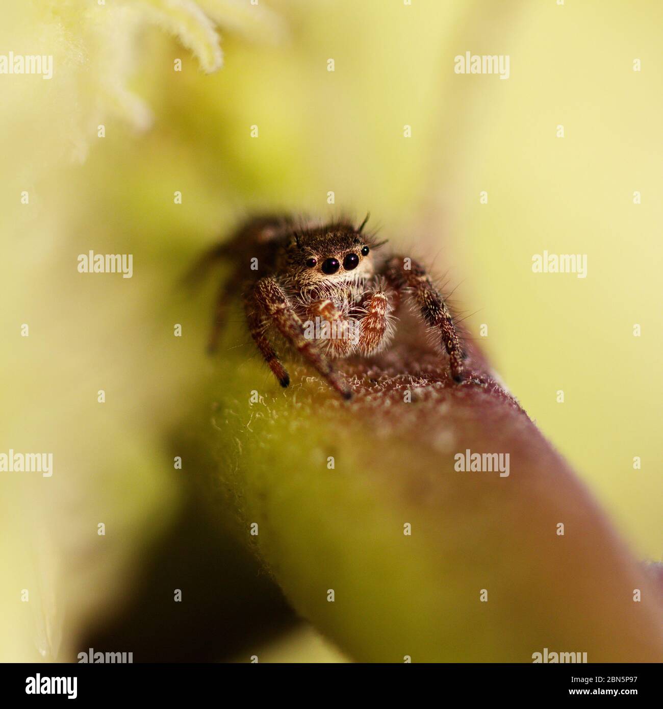 Spinnen in ihrem natürlichen Lebensraum im Sommer in Ontario, Kanada  Stockfotografie - Alamy
