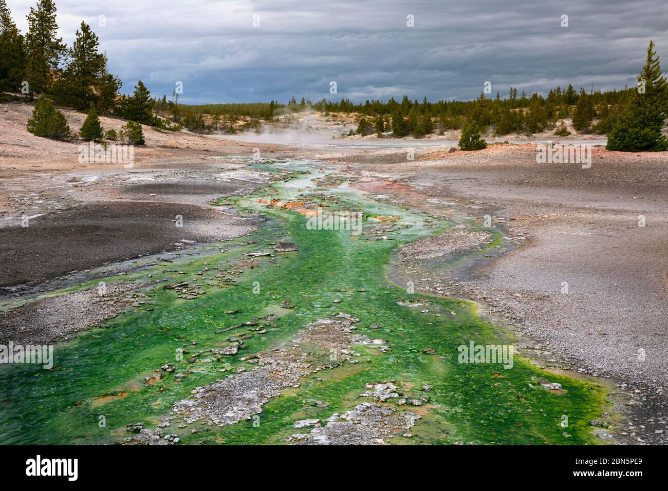 WY04274-00...WYOMING - thermophile Algen, wächst in Wasser mit einem Temperaturbereich von 100-133 Grad F. in Norris Basin, Yellowstone National Park. Stockfoto