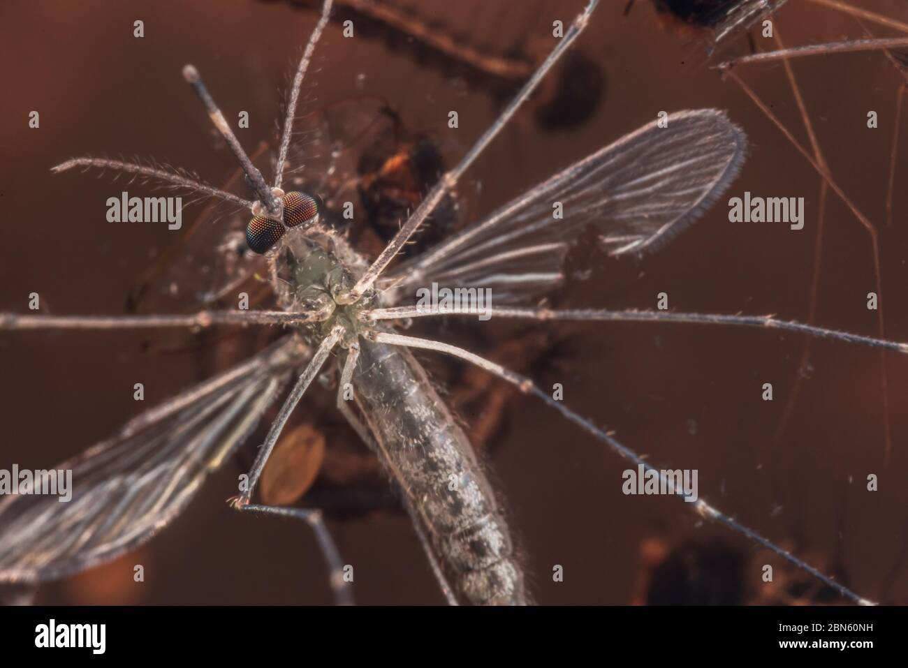 Weibliche Culcidae-Mücke aus Berkeley, Kalifornien, USA. Stockfoto