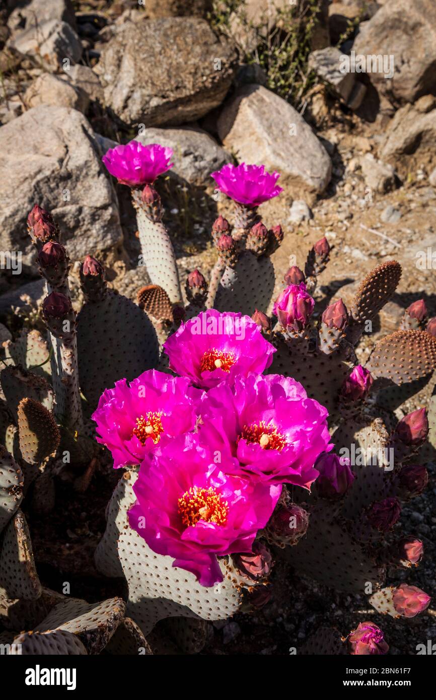 Blühende Beavertail Kaktus, Anza Borrego Desert State Park, Kalifornien, USA Stockfoto