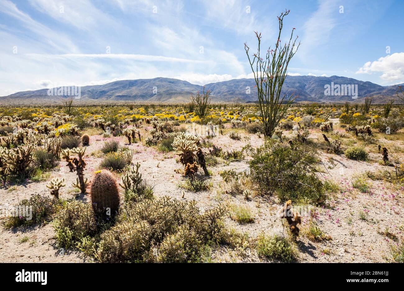 Die 2017 Wüste blühenden Anza Borrego Desert State Park im Hintergrund, Kalifornien, USA Stockfoto