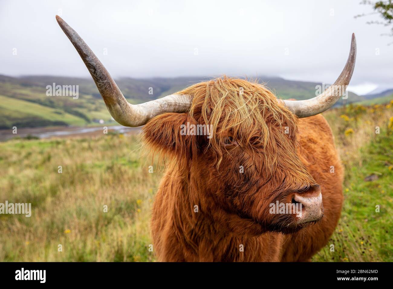 Schottische Hochlandkuh in Isle of Skye, Großbritannien Stockfoto