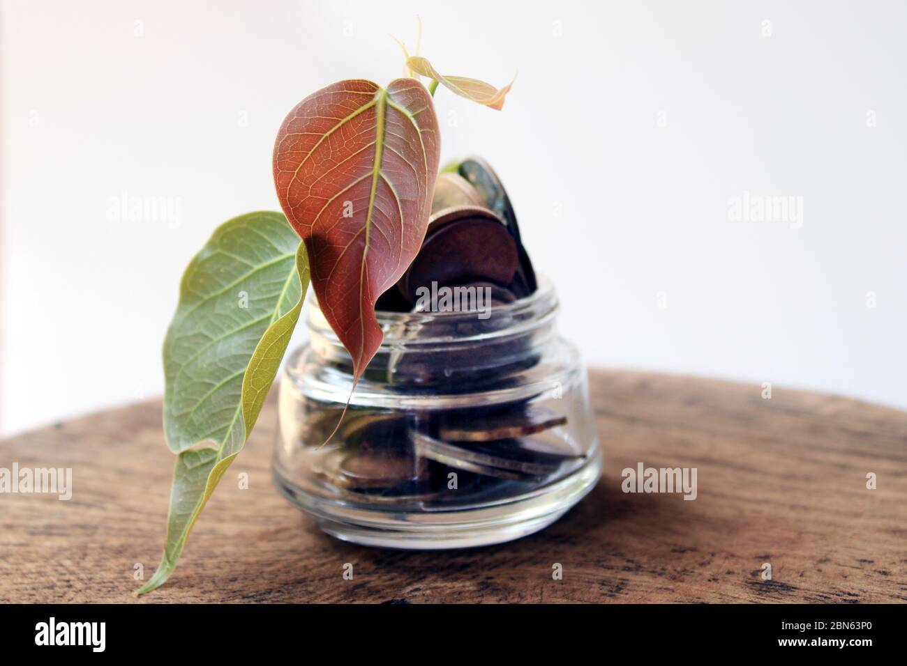 Münzen in einer Flasche und der grüne Baum, stellt das finanzielle Wachstum. Je mehr Geld Sie sparen, desto mehr erhalten Sie. Konzept der Geldeinsparung. Stockfoto