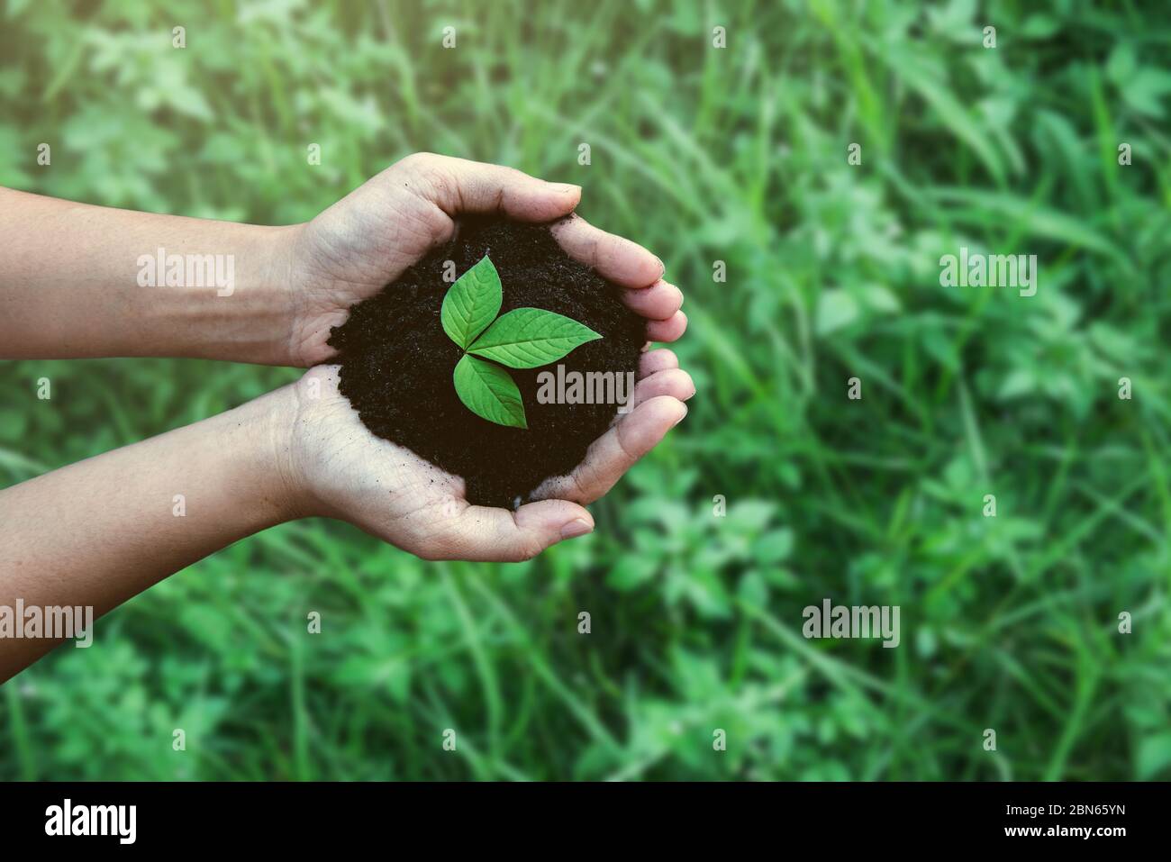 Draufsicht Hände halten Baum wächst auf grüner Wiese Hintergrund. Umwelt- und Naturschutzkonzept mit Baumhobelung auf grünem Globus e Stockfoto