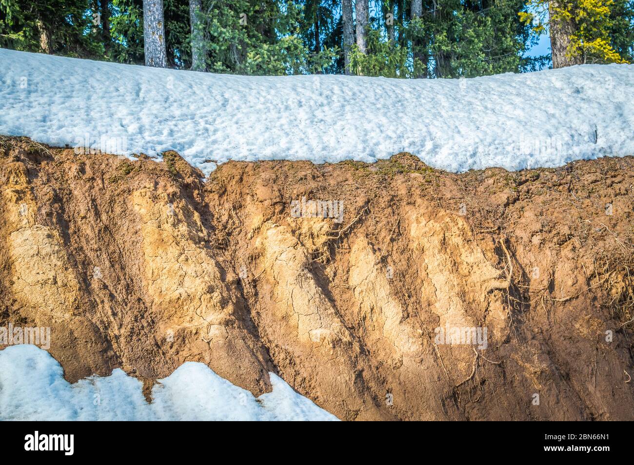 Schichten von Boden braune Bodenwurzeln in Boden Bodenprofil Bodenzonen