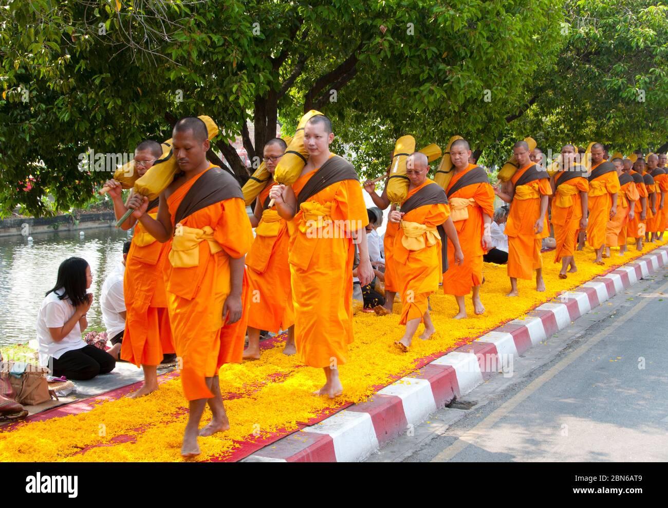 Thailand: Einige der 500 Dhutanga Mönche, die um Chiang Mai's zentralen Graben auf einem Bett aus Blütenblättern aufbereiten. April 2014. Dhutanga (bekannt in Tha Stockfoto