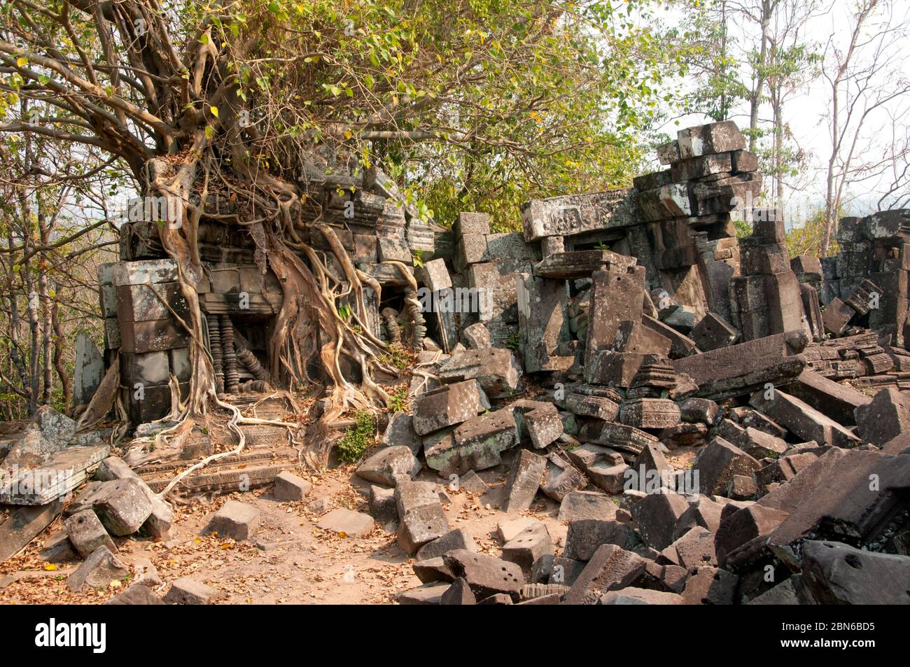Kambodscha: Eine stranglere Feige wächst über einer Gopura am Anfang des 11. Jahrhunderts Hügel Khmer Tempel, Chau Srei Vibol (auch bekannt als Wat Trak), in der Nähe von Angkor. Stockfoto