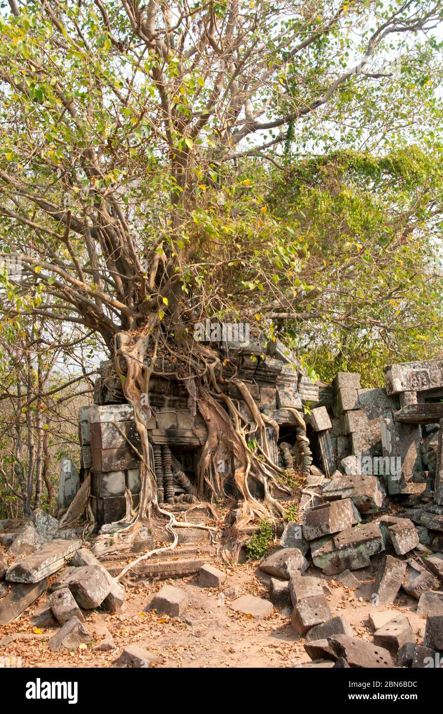 Kambodscha: Eine stranglere Feige wächst über einer Gopura am Anfang des 11. Jahrhunderts Hügel Khmer Tempel, Chau Srei Vibol (auch bekannt als Wat Trak), in der Nähe von Angkor. Stockfoto