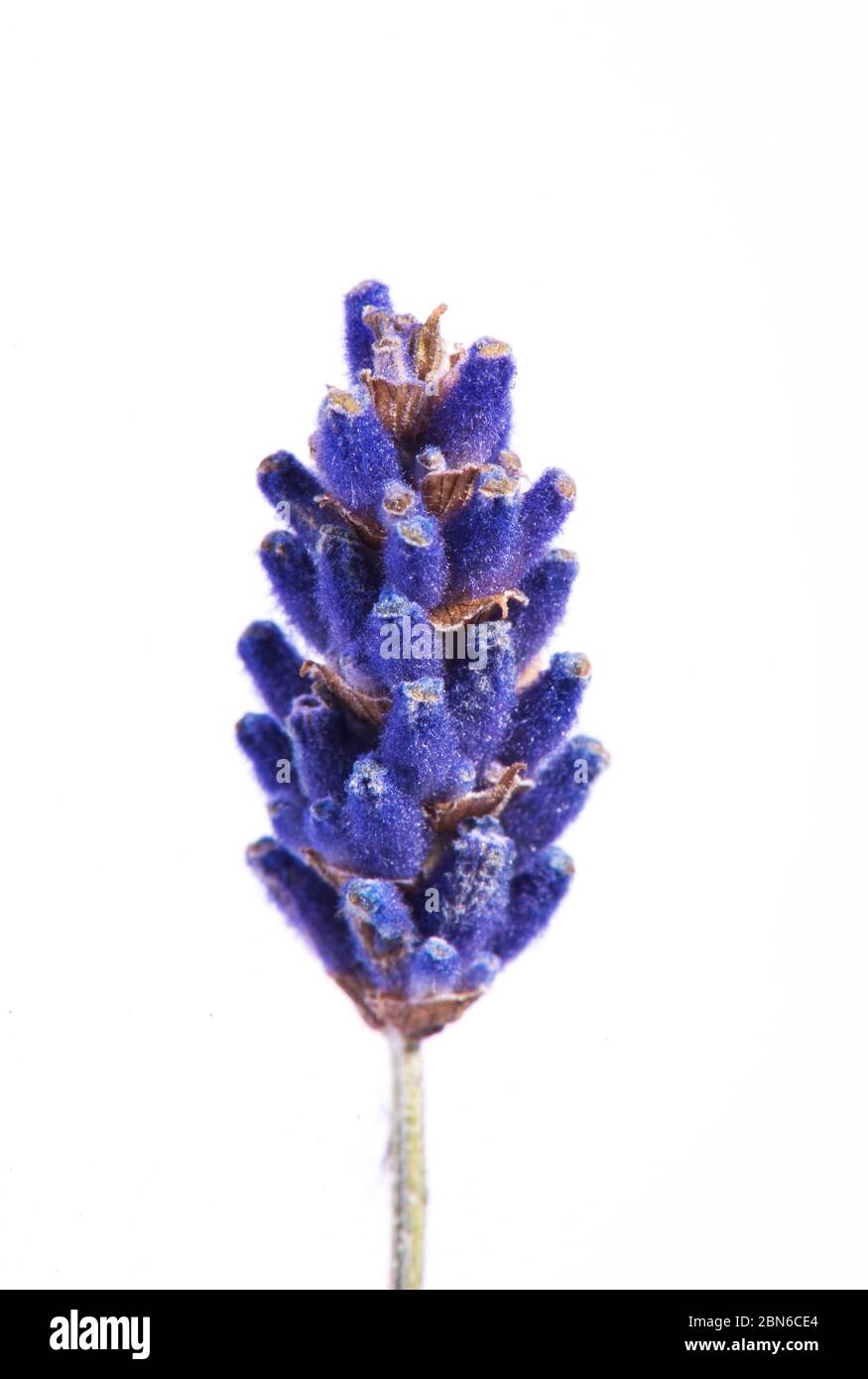 Nahaufnahme Foto von Lavendel Blume isoliert auf weißem Hintergrund Stockfoto